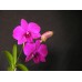 Vaso de Orquídea Denfale